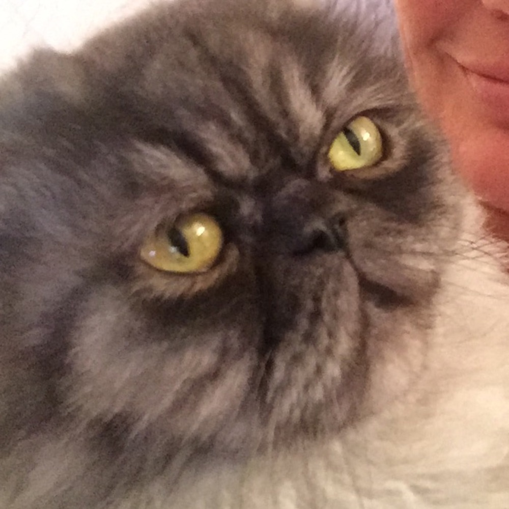 Meet your Posher, Dominique